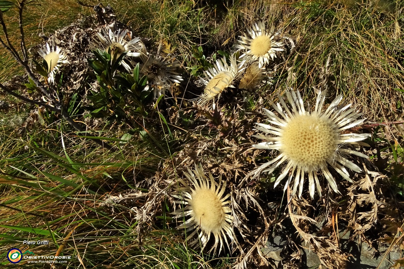 42 Fiori di carlina in look autunnale.JPG